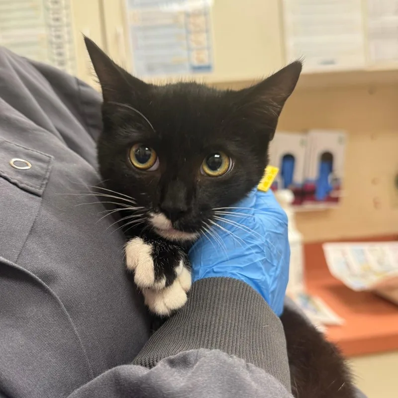 A baby small-sized female White Domestic Short Hair cat named Tink for adoption in Springfield, MA