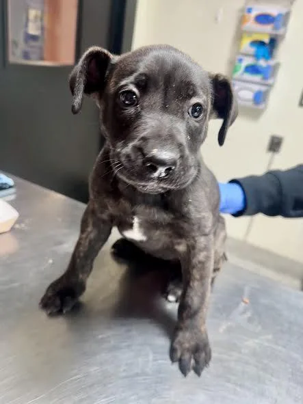 A baby small-sized female Pit Bull Terrier dog named Dot for adoption in Los Angeles, CA