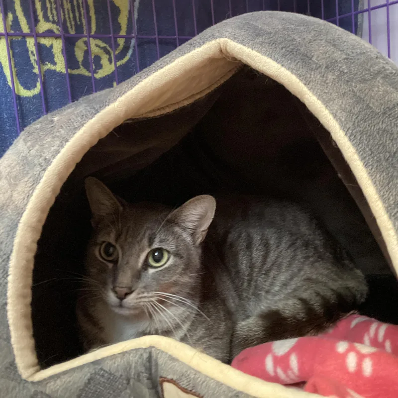 An adult medium-sized male Tabby (Gray / Blue / Silver) Domestic Short Hair cat named James for adoption in Salisbury, MA