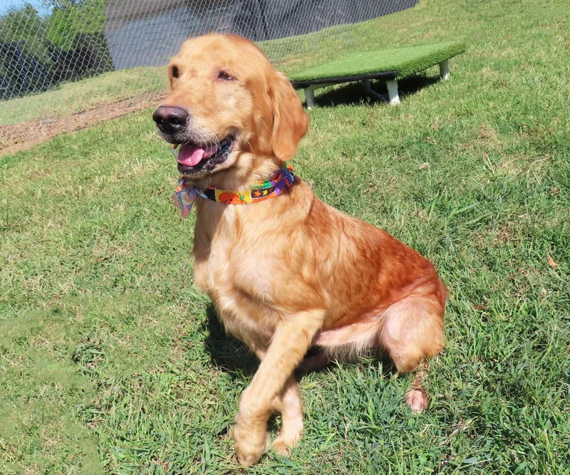 An adult medium-sized female Golden Retriever dog named Leia CC for adoption in Rogers, AR