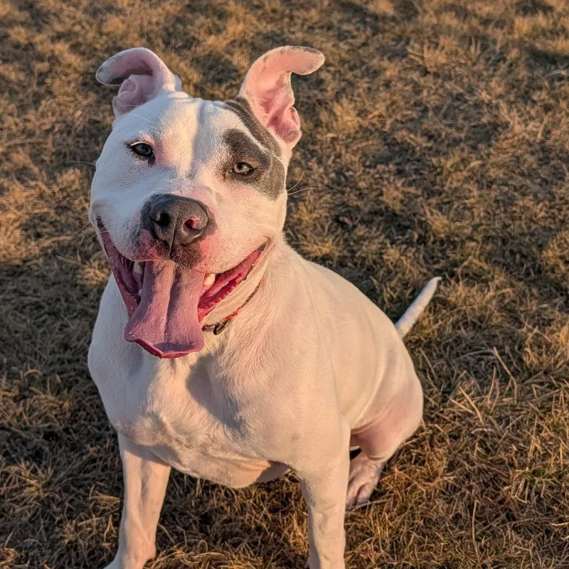 An adult large-sized male Pit Bull Terrier dog named Elmer Fudd for adoption in Pontiac, IL