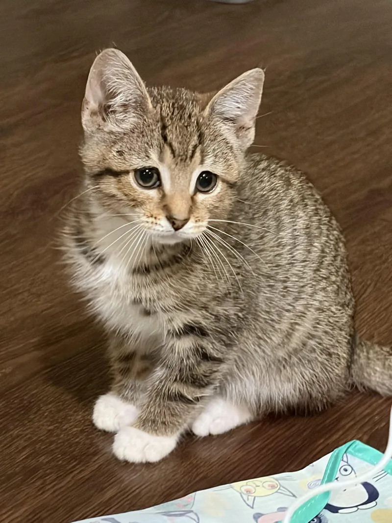 A baby medium-sized female Tabby (Brown / Chocolate) Tabby cat named Olivia for adoption in New Albany, OH