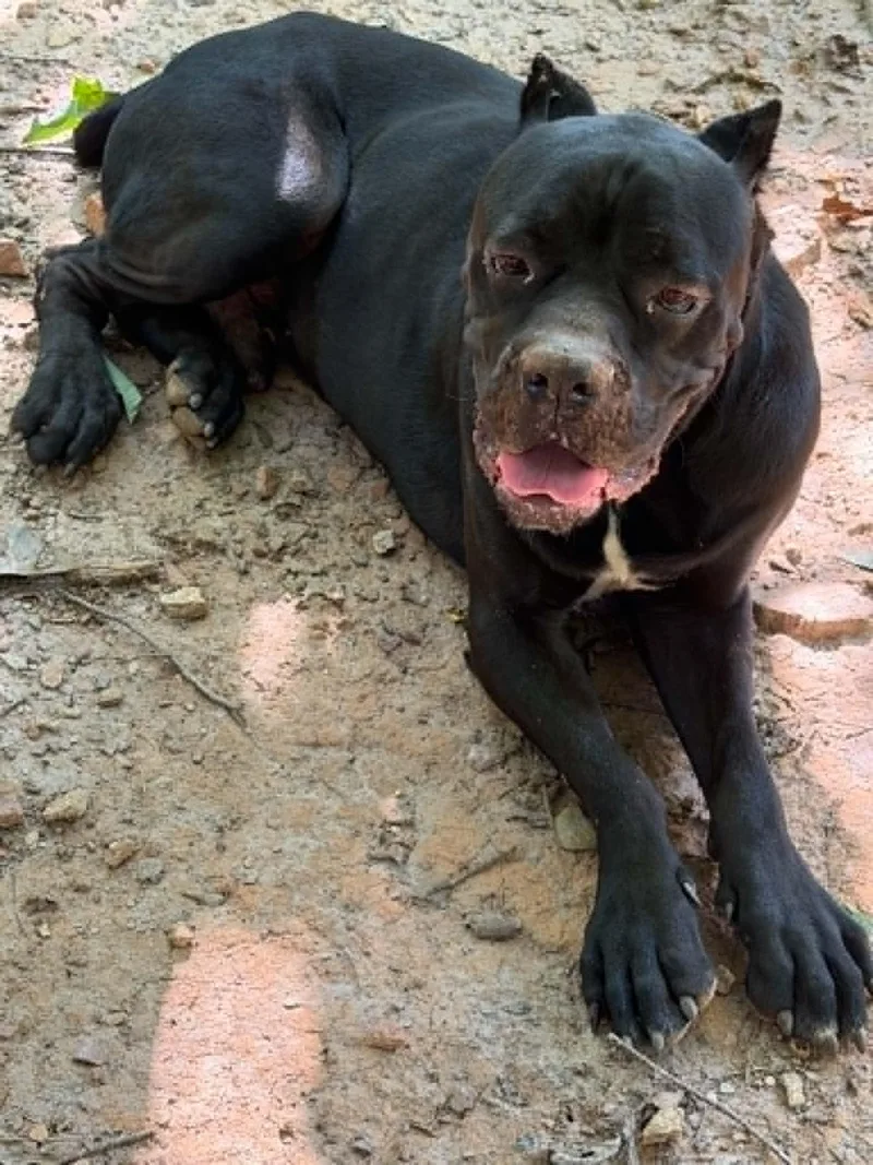 An adult large-sized male Black Mastiff dog named Zeus  Diesel for adoption in Bennett, CO