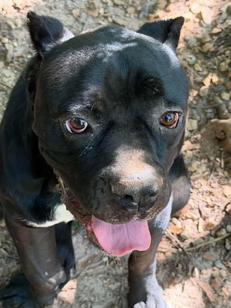 Zeus  Diesel thumbnail 2