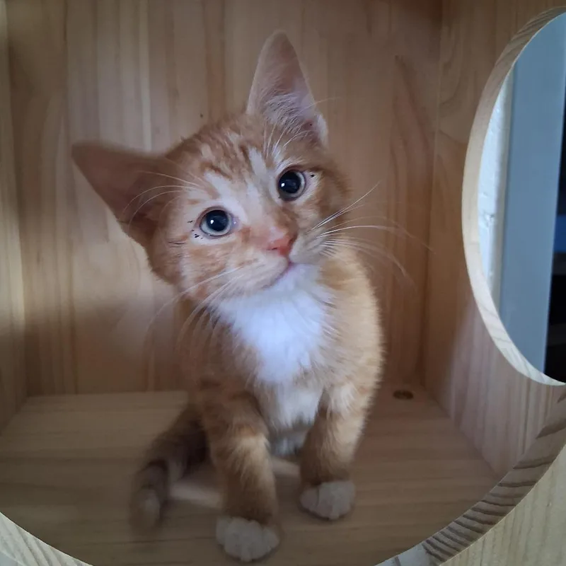 A baby small-sized male Orange / Red Domestic Short Hair cat named Louie for adoption in Independence, KS