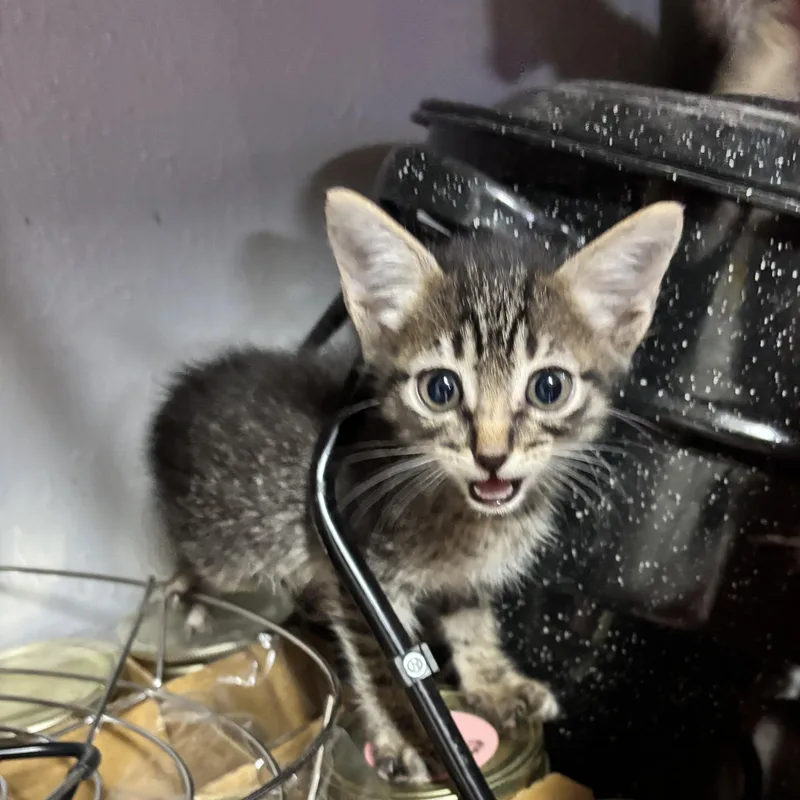 A baby medium-sized male Tabby (Buff / Tan / Fawn) Domestic Short Hair cat named Buzz for adoption in Liverpool, TX