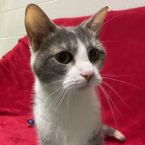 A young medium-sized female Domestic Short Hair cat named Poblano for adoption in Jackson, MI