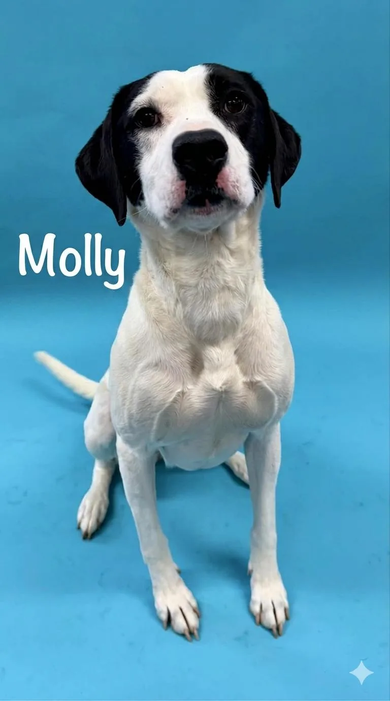 An adult large-sized female English Pointer dog named Molly for adoption in Shelbyville, KY