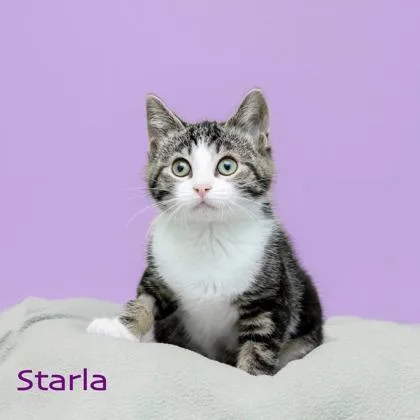 Starla thumbnail 2