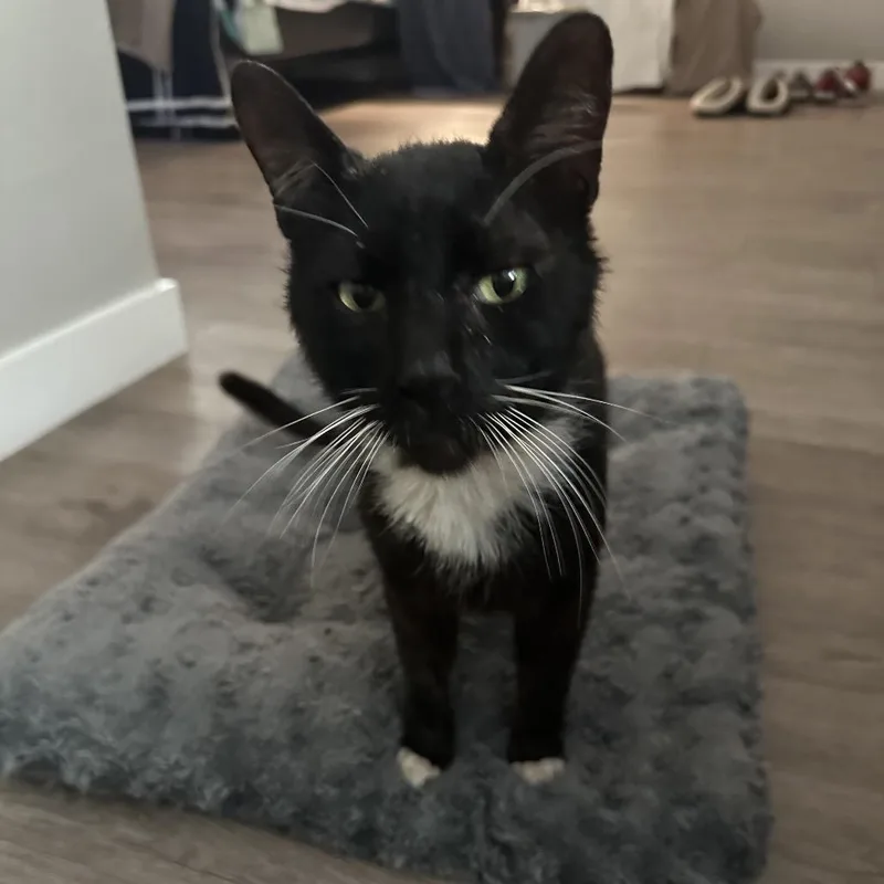An adult medium-sized male Black Domestic Short Hair cat named Pepe for adoption in Los Angeles, CA