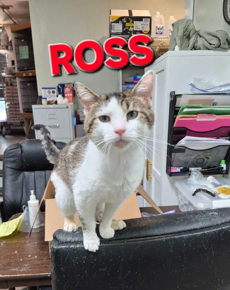 A young medium-sized male Domestic Short Hair cat named Ross for adoption in Rome, GA
