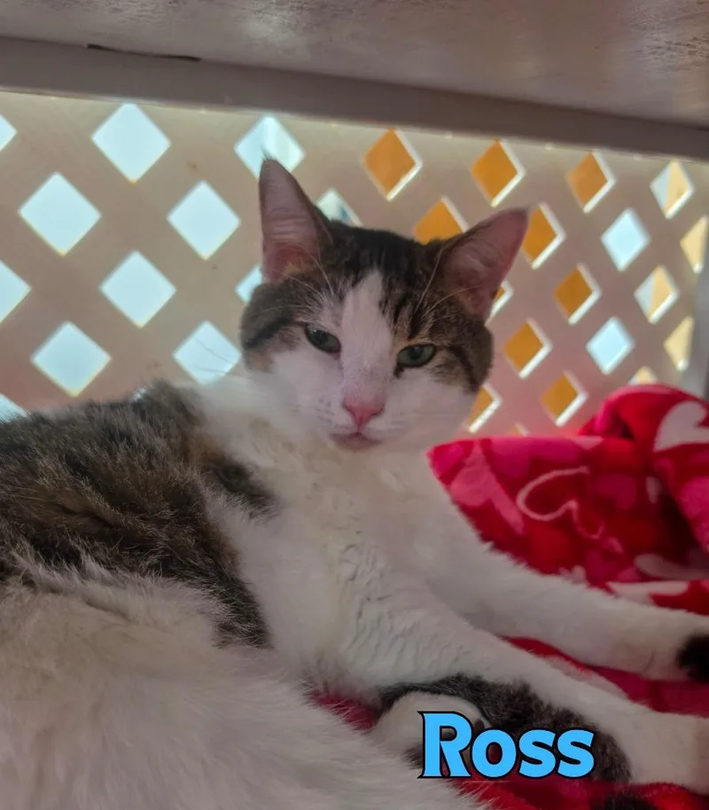 Ross thumbnail 2