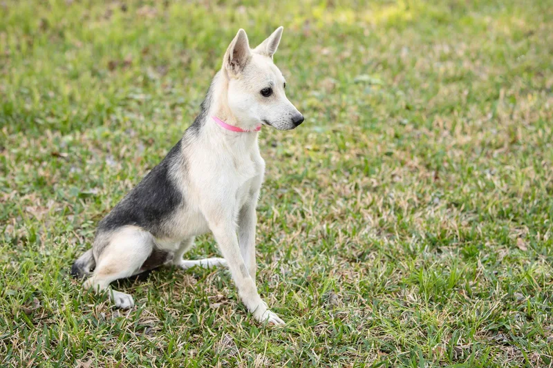 A young medium-sized male German Shepherd Dog dog named Roscoe for adoption in Montgomery, AL
