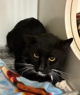 An adult large-sized male Black & White / Tuxedo Domestic Short Hair cat named Harrison for adoption in Mason City, IA