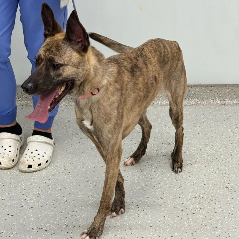 An adult medium-sized female Yellow / Tan / Blond / Fawn German Shepherd Dog dog named Luna Marie for adoption in Indianapolis, IN