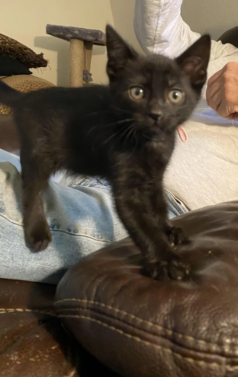 A baby medium-sized female Black Domestic Short Hair cat named Elvira for adoption in Santa Cruz, CA