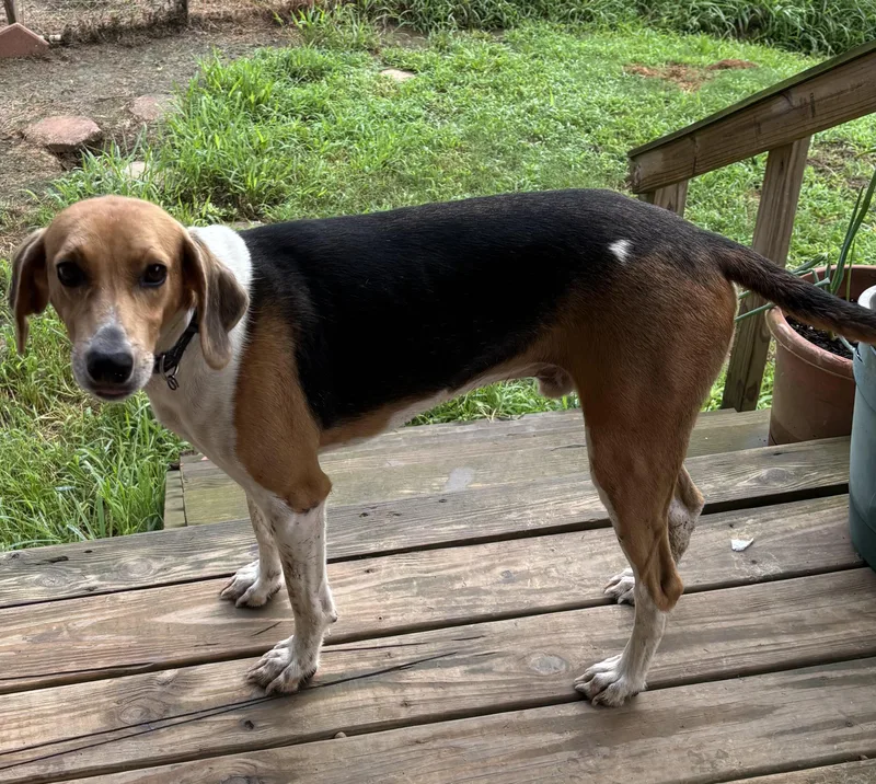 A young medium-sized male Tricolor (Brown, Black, & White) American Foxhound dog named Jetty Loyal dog for adoption in Andover, MA
