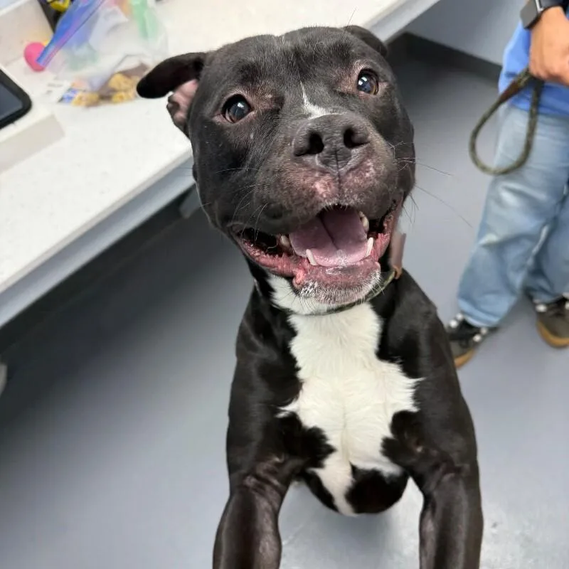 A young large-sized male Pit Bull Terrier dog named Phineas for adoption in Roanoke, VA