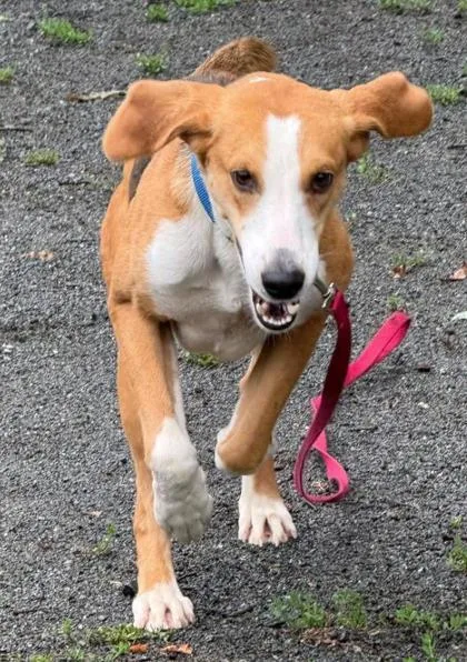An adult large-sized male Mixed Breed dog named Goose for adoption in Fairfax, VA