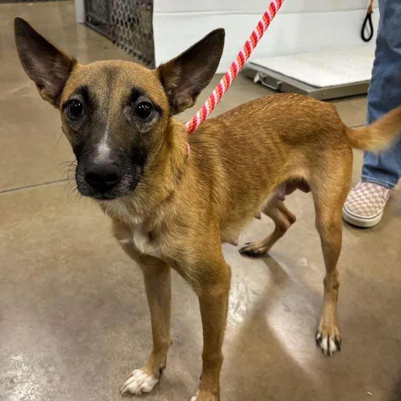 An adult medium-sized female Mixed Breed dog named Garden Salad for adoption in Waynesville, NC