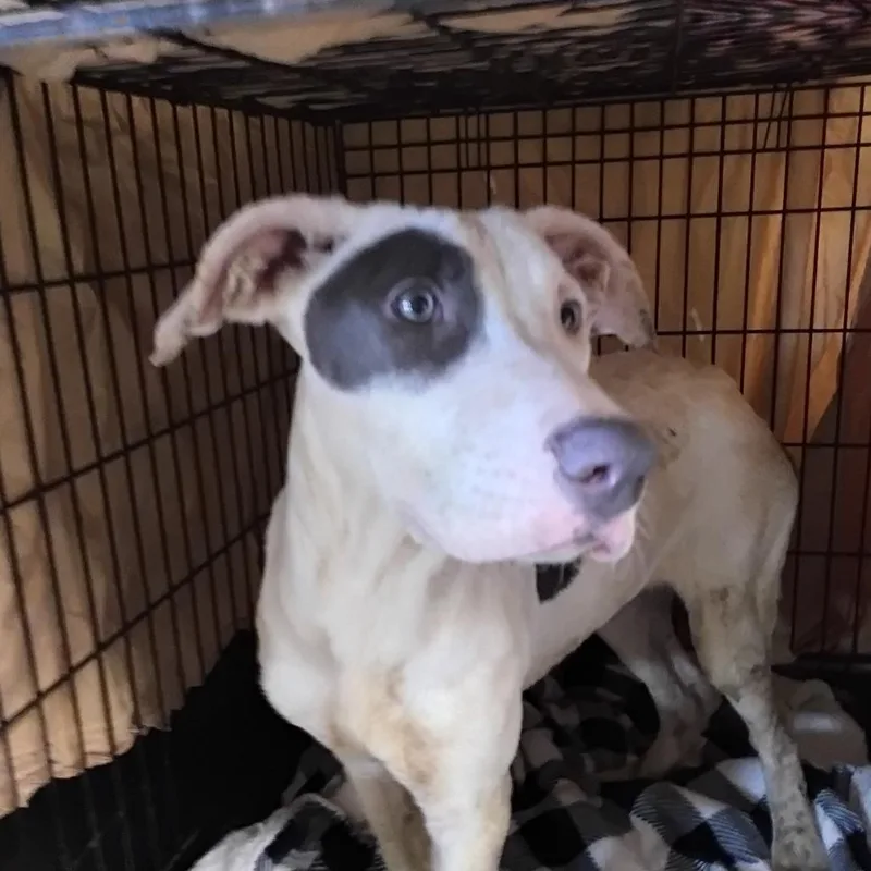 A baby medium-sized female White / Cream Pit Bull Terrier dog named Lilith for adoption in Concord, NC