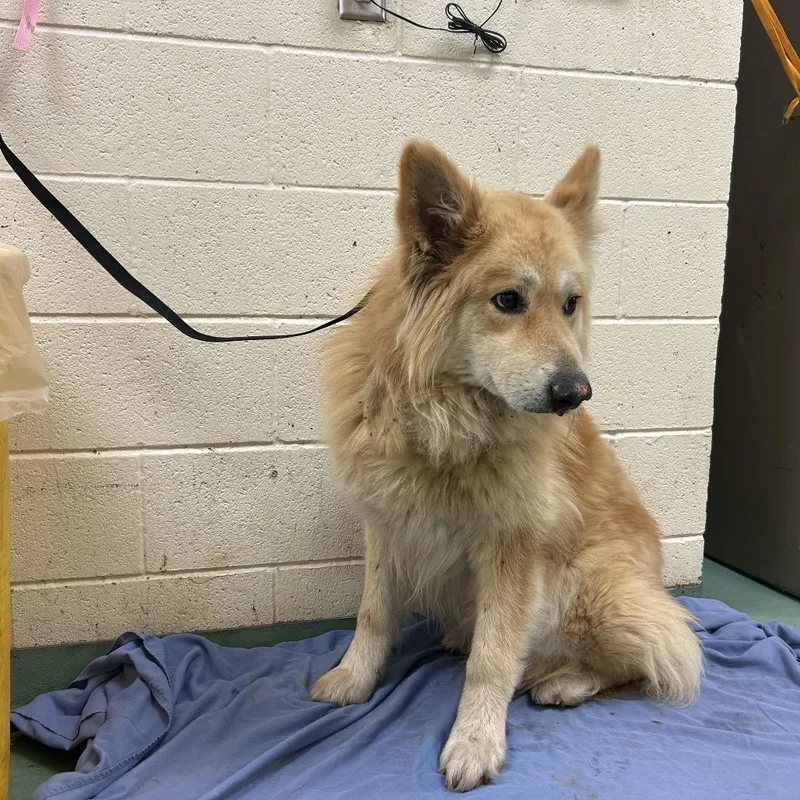 An adult medium-sized male Golden Mixed Breed dog named Shelby for adoption in Memphis, TN