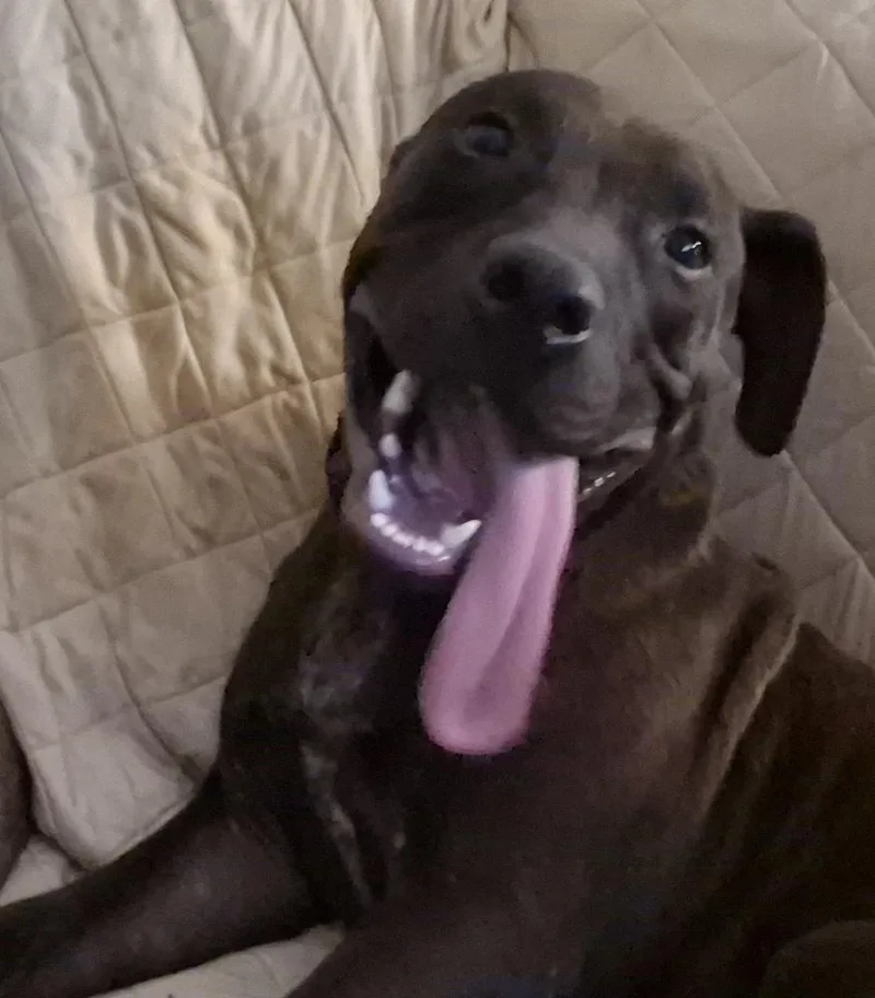 A baby large-sized male Tricolor (Brown, Black, & White) Labrador Retriever dog named Rocket for adoption in Richmond, TX