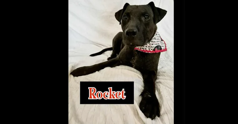 Rocket thumbnail 5