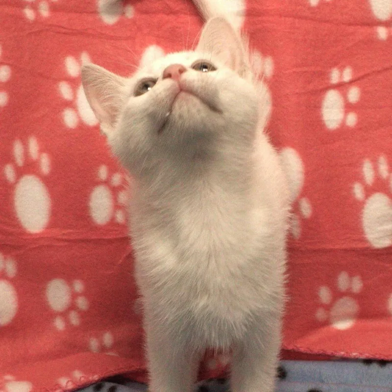 A baby small-sized female White Domestic Short Hair cat named Susie for adoption in Carrollton, OH