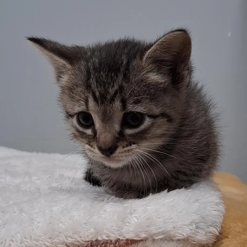 A baby medium-sized female Tabby (Brown / Chocolate) Domestic Short Hair cat named Cricket for adoption in Charleston, SC