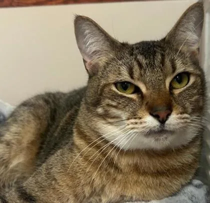 An adult medium-sized male Domestic Short Hair cat named Doggy for adoption in Kansas City, MO