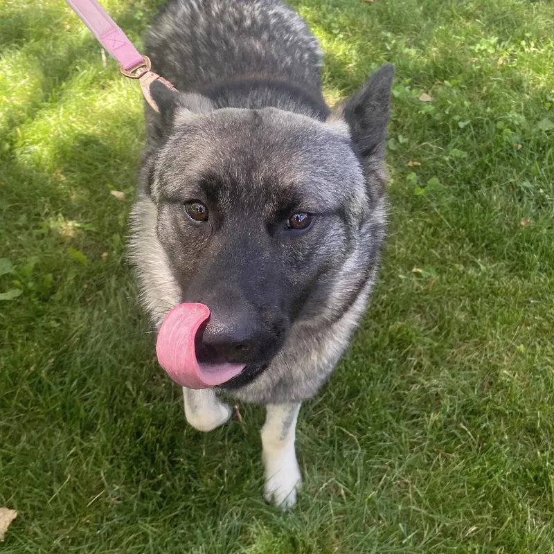 A young medium-sized male Brown / Chocolate Norwegian Elkhound dog named Trapper for adoption in Elyria, OH