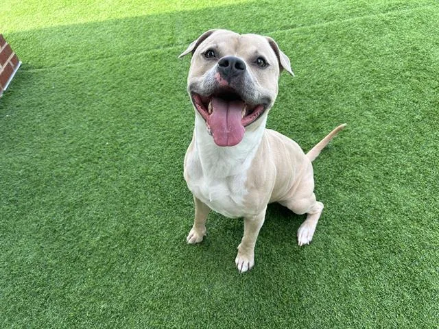 A young large-sized male American Staffordshire Terrier dog named Hubba Bubba for adoption in Grand Prairie, TX
