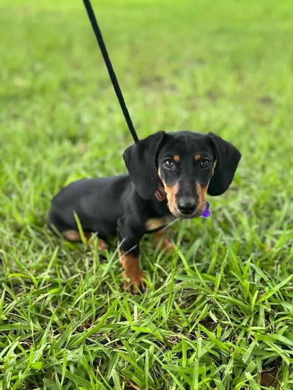 A baby small-sized male Yellow / Tan / Blond / Fawn Dachshund dog named Stanley for adoption in Aiken, SC