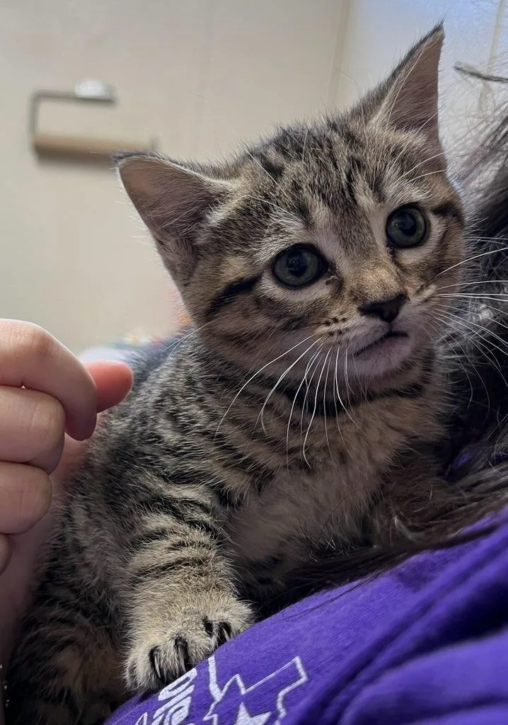 Emmi