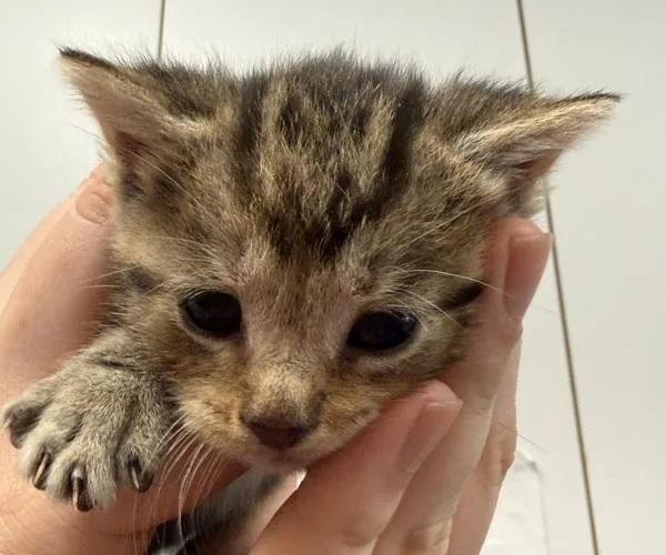A baby small-sized female Domestic Short Hair cat named Iris for adoption in Salisbury, MD