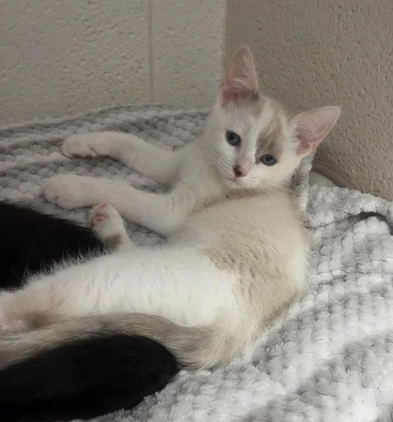 A baby small-sized female Domestic Short Hair cat named Eva for adoption in Muskegon, MI