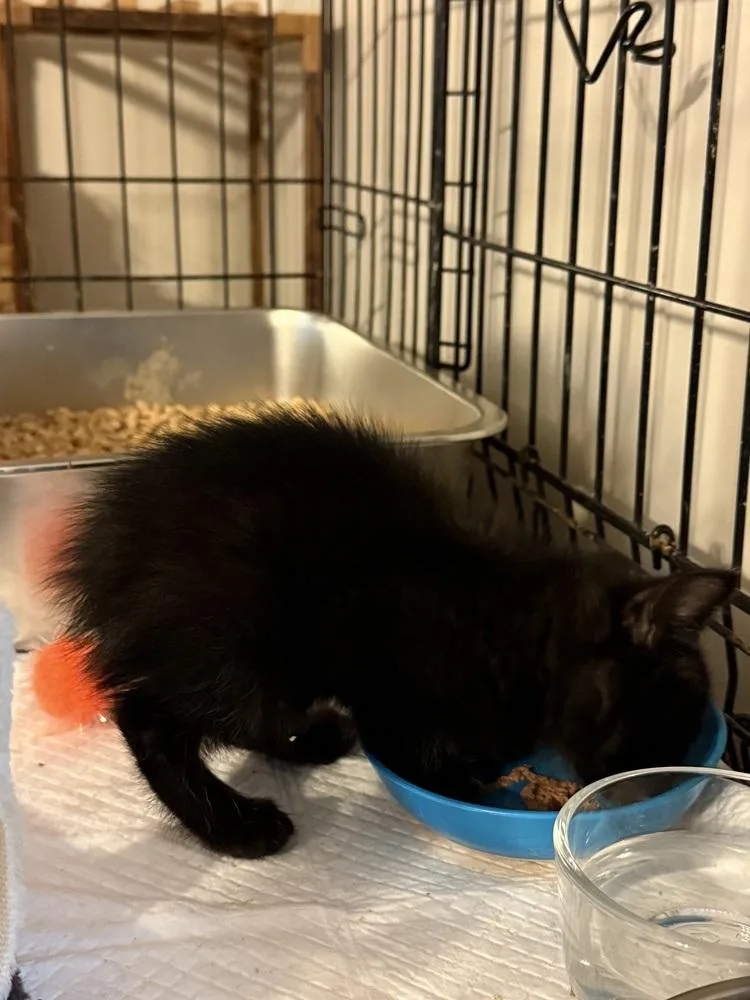A baby small-sized female Black Manx cat named Shorty for adoption in Salisbury, NC