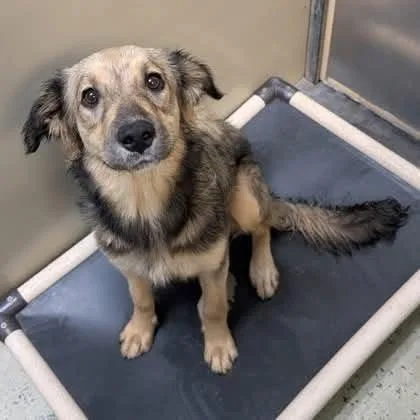 A young medium-sized female Sable Mixed Breed dog named Morgan for adoption in Buffalo, MN