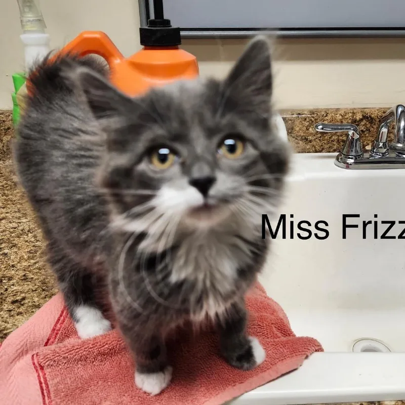 A baby small-sized female Gray / Blue / Silver Domestic Long Hair cat named Miss Frizzle for adoption in Baker City, OR