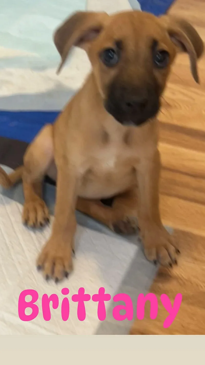 Brittany thumbnail 2