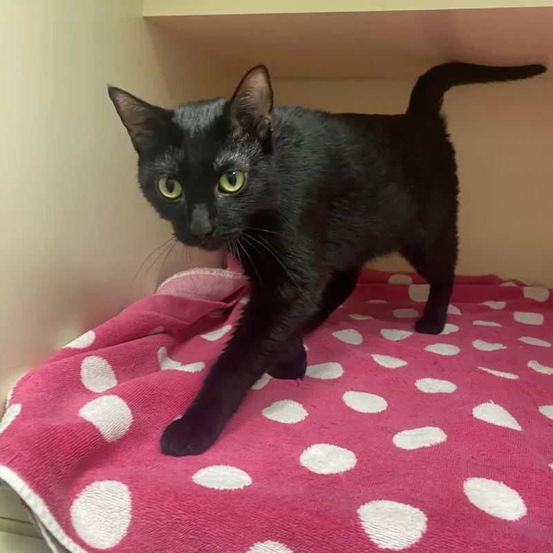 An adult medium-sized female Black Domestic Short Hair cat named Marionette for adoption in Dayton, OH