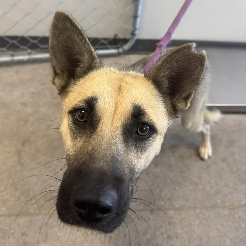 An adult medium-sized female Brown / Chocolate Mixed Breed dog named 112045 for adoption in Las Cruces, NM