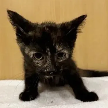 A baby small-sized female Tortoiseshell Domestic Short Hair cat named Tokyo for adoption in Saint Louis, MO