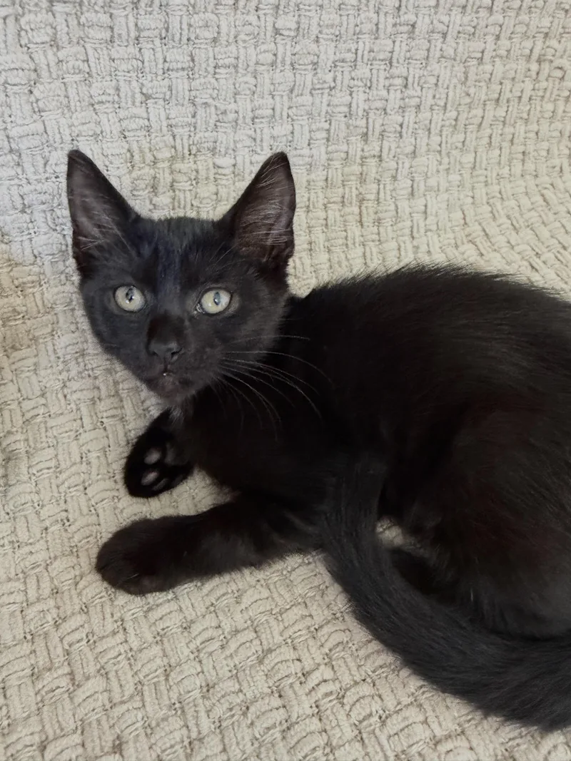 Juniper
