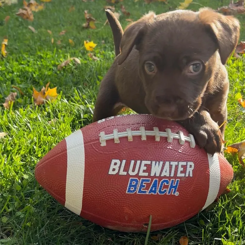 A baby medium-sized female Labrador Retriever dog named Beluga for adoption in Brockport, NY