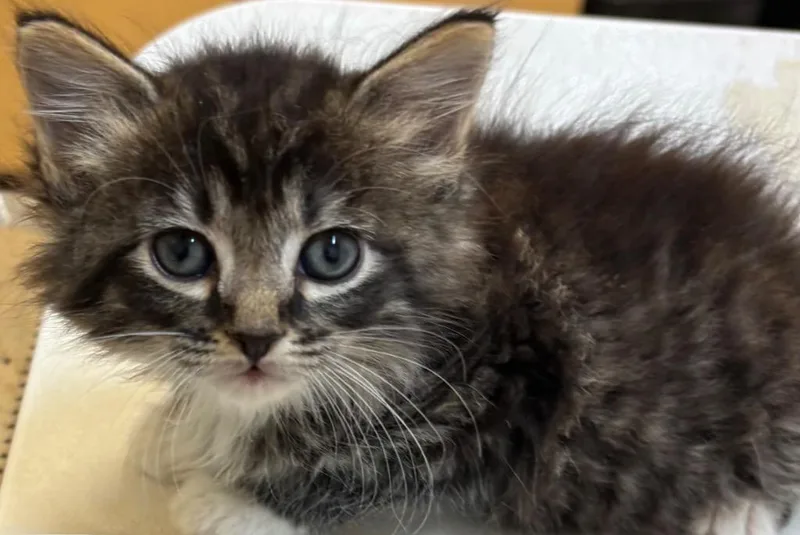 A baby small-sized female Domestic Long Hair cat named Willow for adoption in Elizabethton, TN