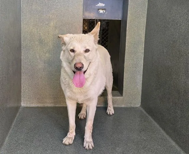 A young large-sized male Labrador Retriever dog named Oso for adoption in Gardena, CA