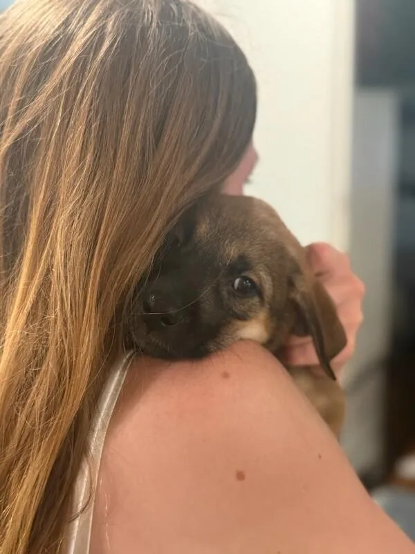 A baby large-sized female Brown / Chocolate Shepherd dog named Goosie for adoption in Van Nuys, CA