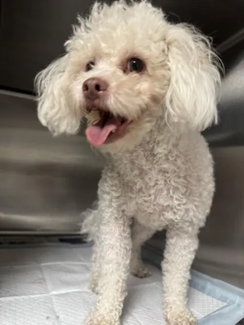 An adult small-sized female Mixed Breed dog named Celine for adoption in Chatsworth, CA